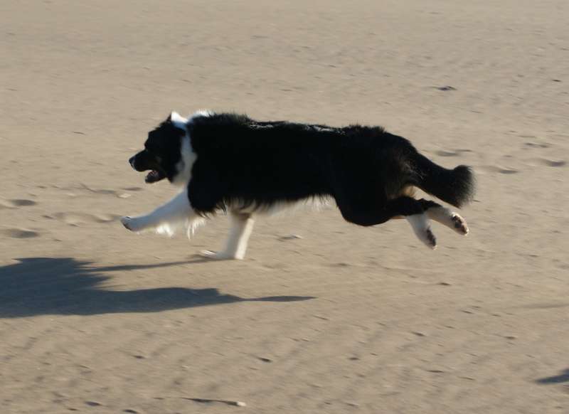 Publication : Des Narcisses Du Royaume D'egypte Auteur : Aurélie J.Soulas