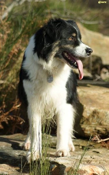 Publication : Des Narcisses Du Royaume D'egypte Auteur : Aurélie J.Soulas