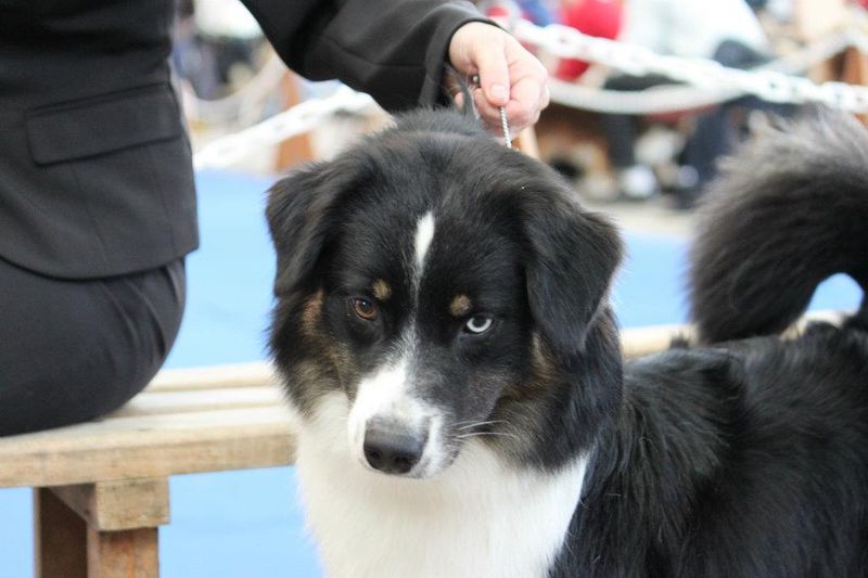 Publication : Des Narcisses Du Royaume D'egypte Auteur : Aurélie J.Soulas