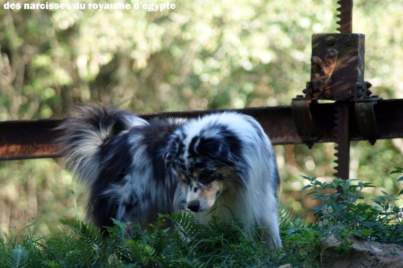 Publication : Des Narcisses Du Royaume D'egypte Auteur : Alicia Roques