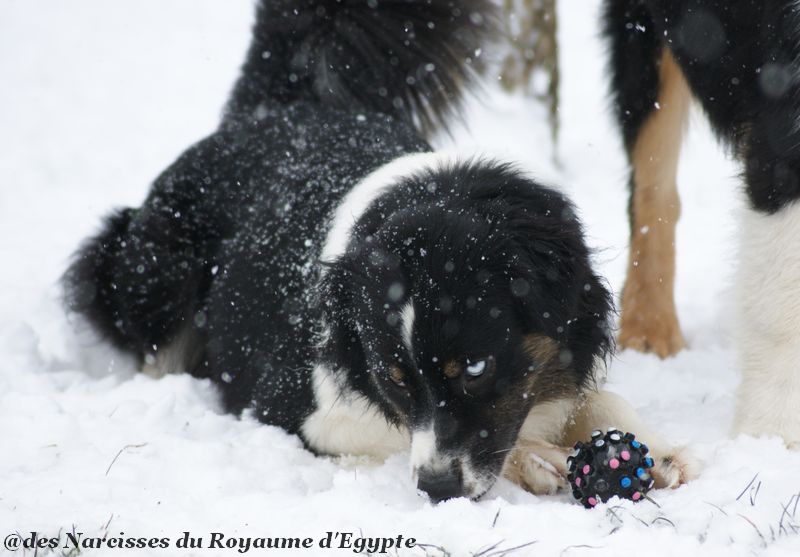 Publication : Des Narcisses Du Royaume D'egypte Auteur : Aurélie J.Soulas