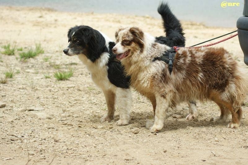 Publication : Des Narcisses Du Royaume D'egypte Auteur : Aurélie J.Soulas