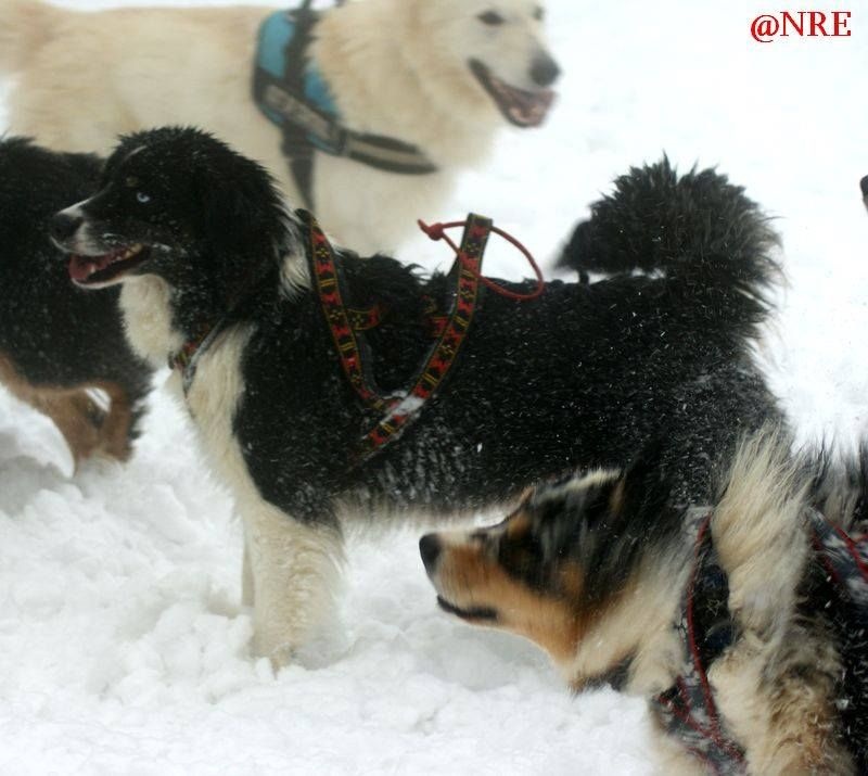 Publication : Des Narcisses Du Royaume D'egypte Auteur : Aurélie J.Soulas