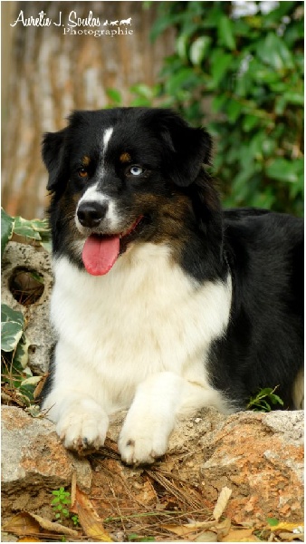 Publication : Des Narcisses Du Royaume D'egypte Auteur : Aurélie J.Soulas