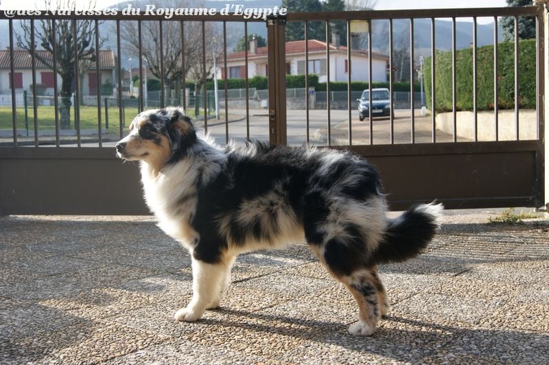 Publication : Des Narcisses Du Royaume D'egypte Auteur : Alicia Roques