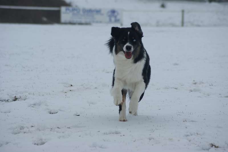 Publication : Des Narcisses Du Royaume D'egypte Auteur : Aurélie J.Soulas