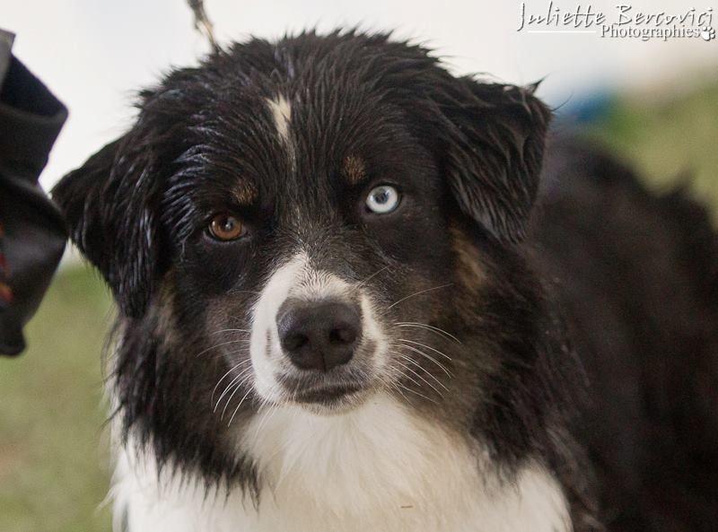 Publication : Des Narcisses Du Royaume D'egypte Auteur : Aurélie J.Soulas