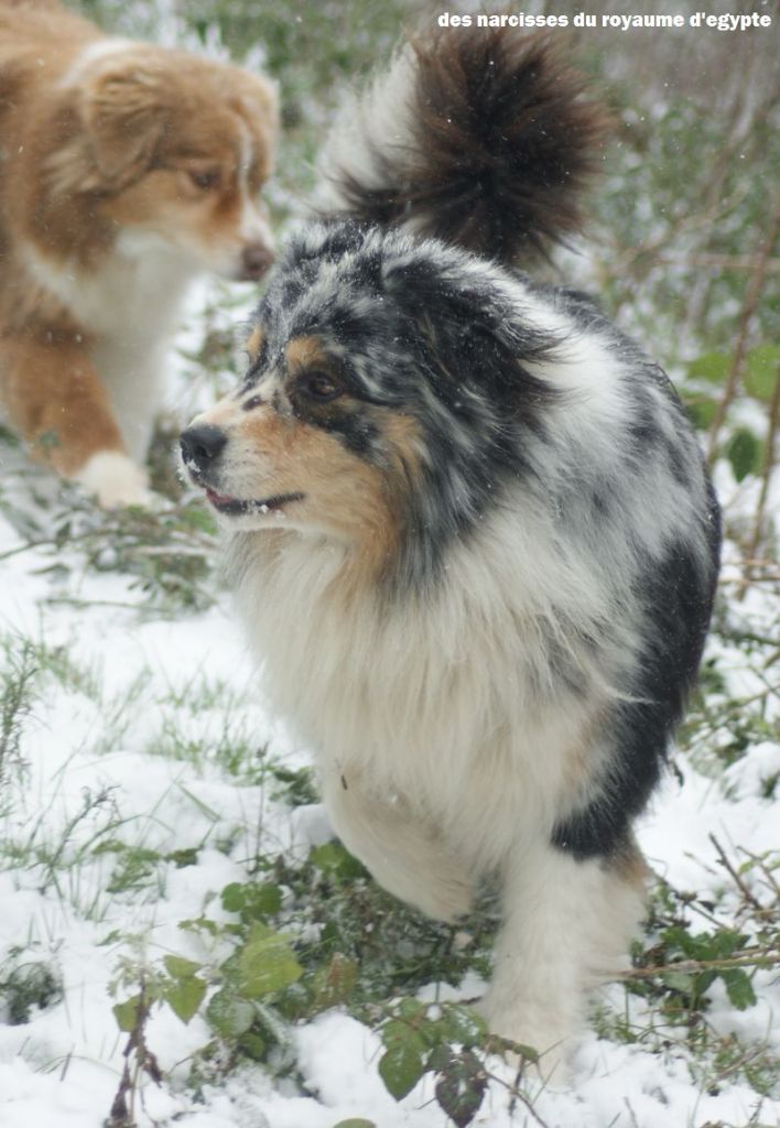 Publication : Des Narcisses Du Royaume D'egypte Auteur : Alicia Roques