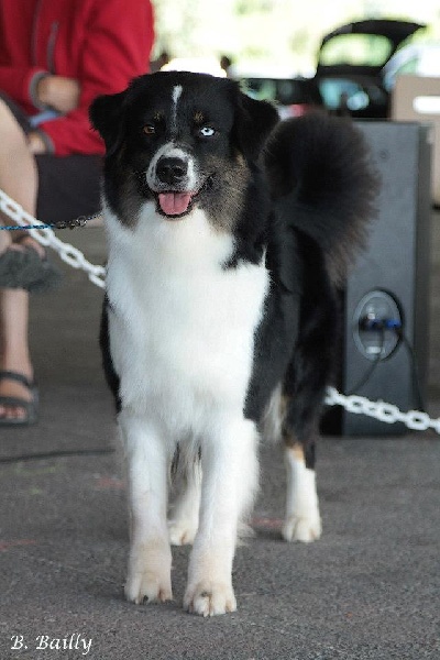 Publication : Des Narcisses Du Royaume D'egypte Auteur : Aurélie J.Soulas