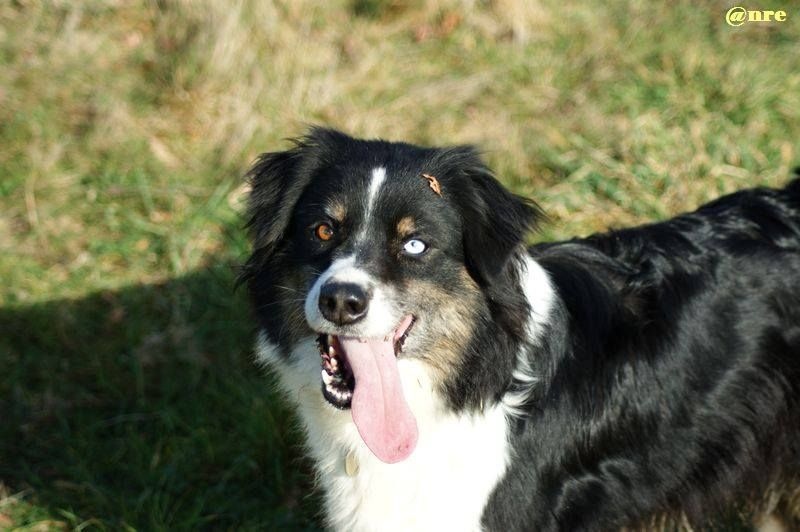 Publication : Des Narcisses Du Royaume D'egypte Auteur : Aurélie J.Soulas