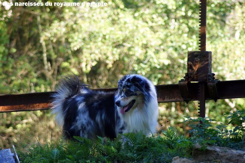 Publication : Des Narcisses Du Royaume D'egypte Auteur : Alicia Roques