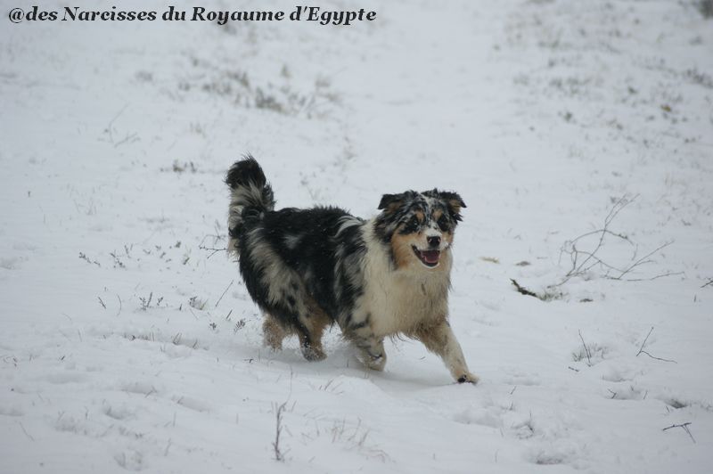 Publication : Des Narcisses Du Royaume D'egypte Auteur : Alicia Roques