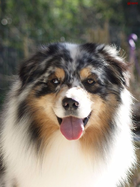 Publication : Des Narcisses Du Royaume D'egypte Auteur : Alicia Roques