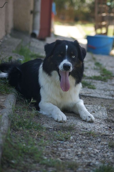 Publication : Des Narcisses Du Royaume D'egypte Auteur : Aurélie J.Soulas