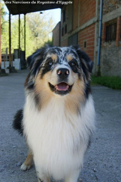 Publication : Des Narcisses Du Royaume D'egypte Auteur : Alicia Roques