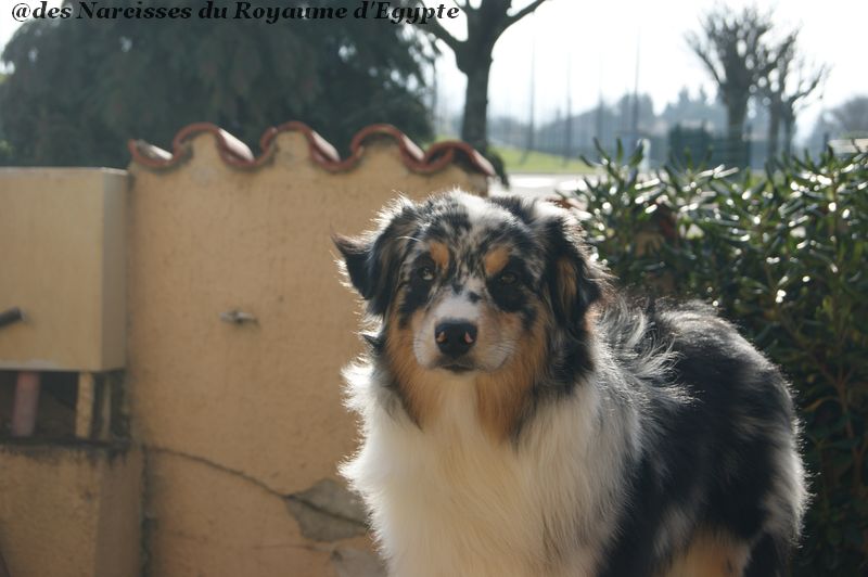 Publication : Des Narcisses Du Royaume D'egypte Auteur : Alicia Roques