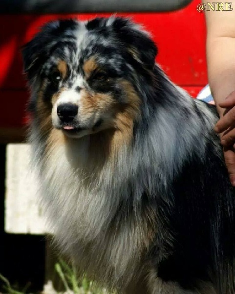 Publication : Des Narcisses Du Royaume D'egypte Auteur : Alicia Roques