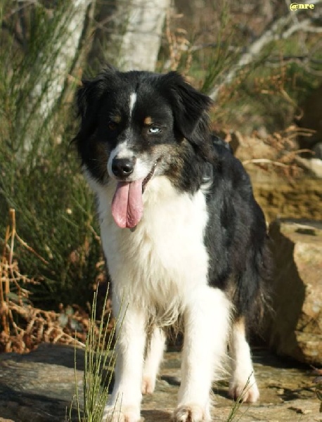 Publication : Des Narcisses Du Royaume D'egypte Auteur : Aurélie J.Soulas