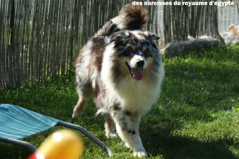 Publication : Des Narcisses Du Royaume D'egypte Auteur : Alicia Roques