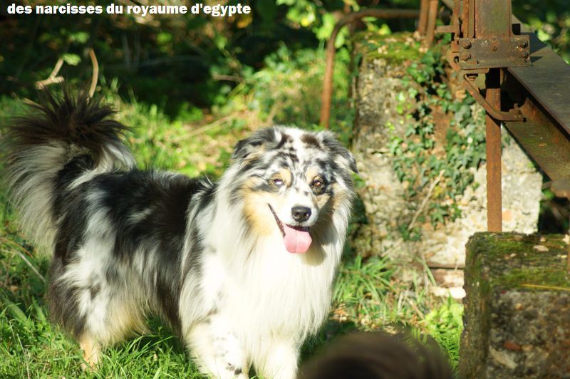 Publication : Des Narcisses Du Royaume D'egypte Auteur : Alicia Roques