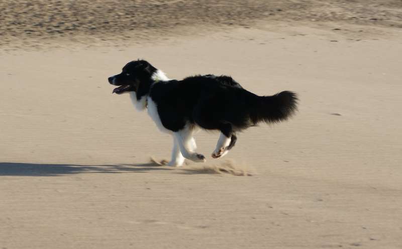 Publication : Des Narcisses Du Royaume D'egypte Auteur : Aurélie J.Soulas