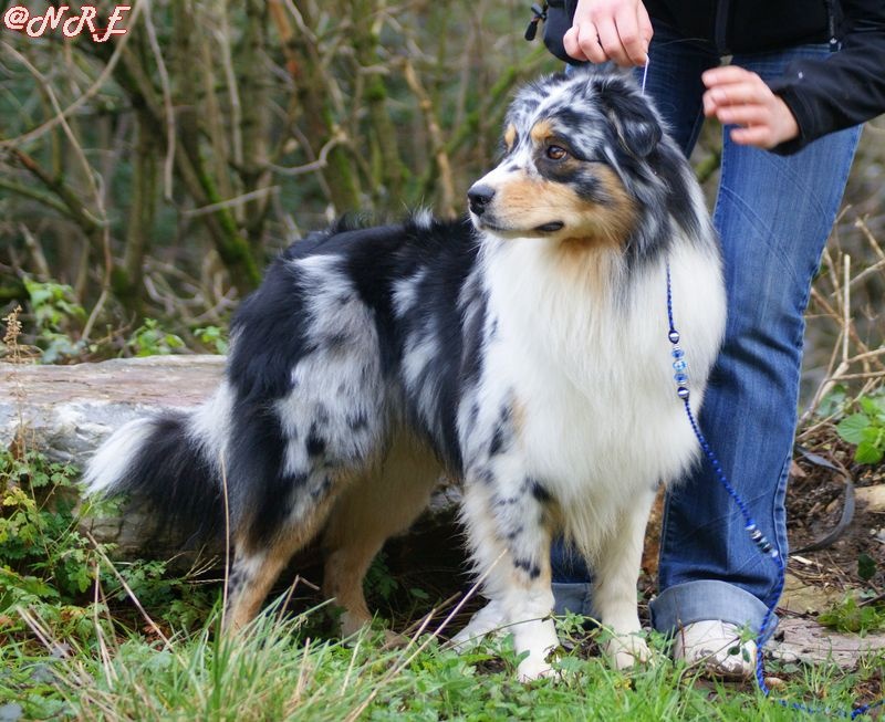 Publication : Des Narcisses Du Royaume D'egypte Auteur : Alicia Roques