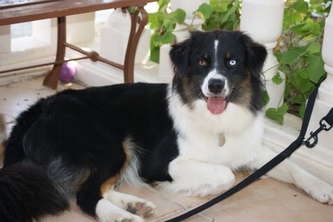 Publication : Des Narcisses Du Royaume D'egypte Auteur : Aurélie J.Soulas