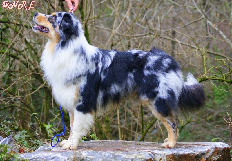 Publication : Des Narcisses Du Royaume D'egypte Auteur : Alicia Roques