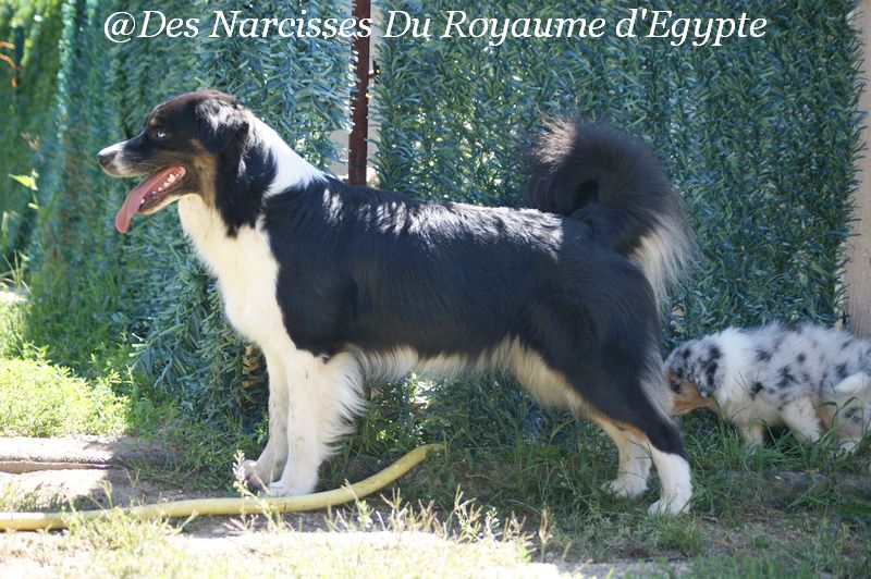 Publication : Des Narcisses Du Royaume D'egypte Auteur : Aurélie J.Soulas