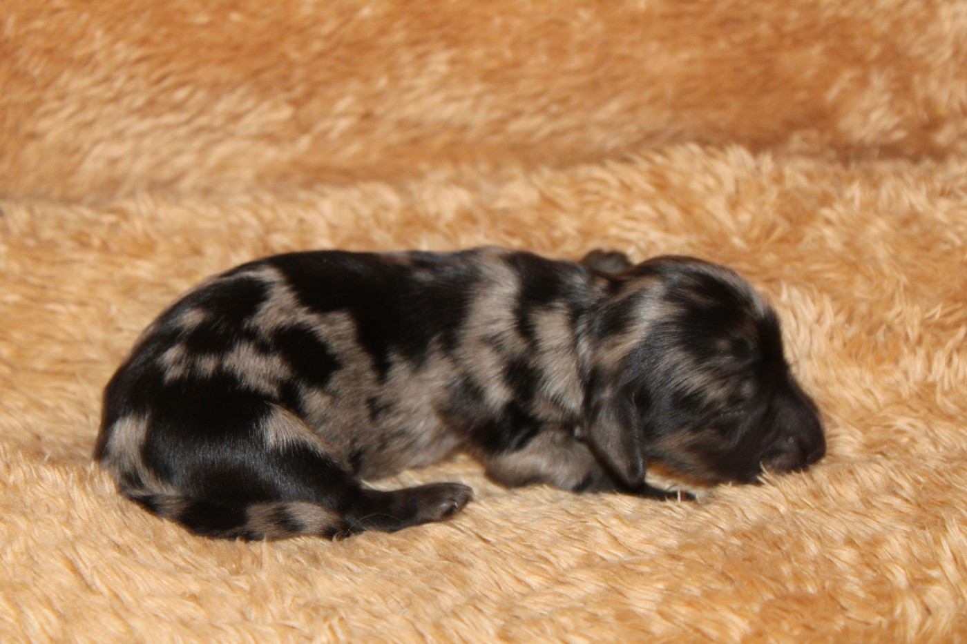 Teckel poil long - Des Narcisses Du Royaume D'egypte