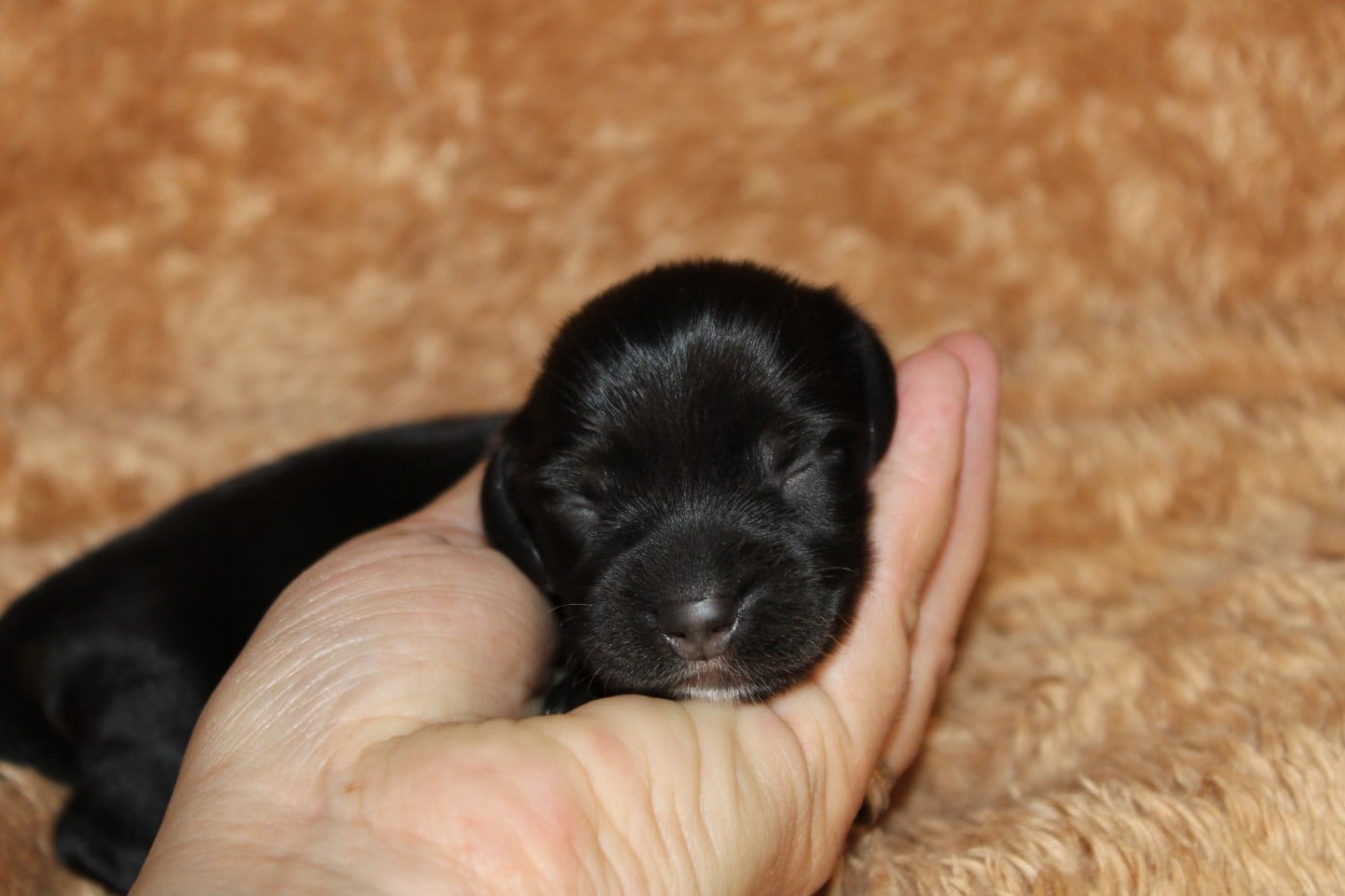Bulle