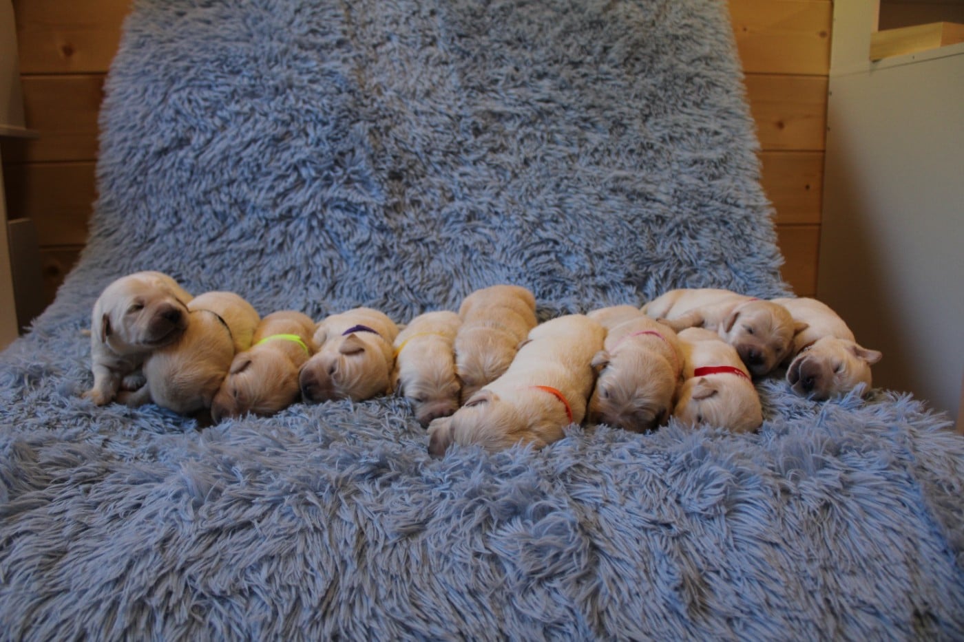 Golden Retriever - Des Narcisses Du Royaume D'egypte