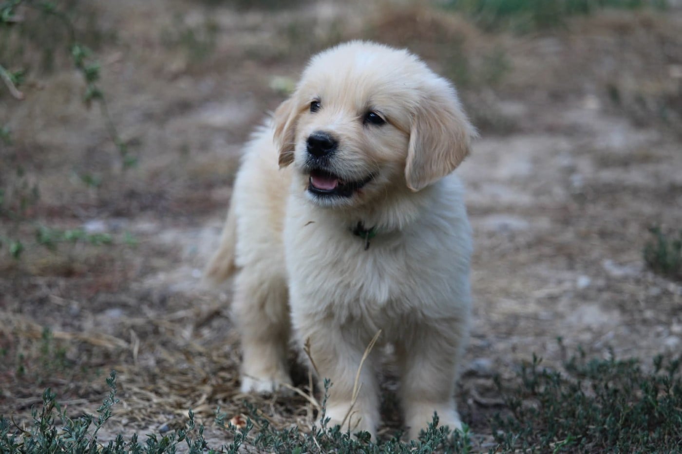 Golden Retriever - Des Narcisses Du Royaume D'egypte