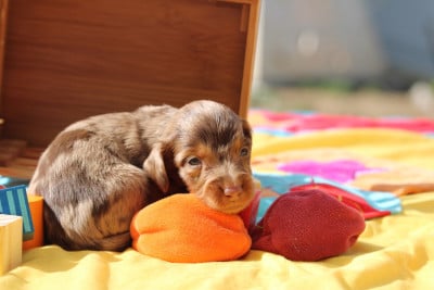 Les chiots de Teckel poil long