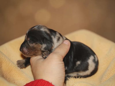 Les chiots de Teckel poil long