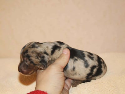 Les chiots de Teckel poil long