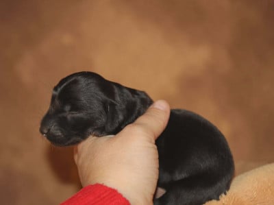 Les chiots de Teckel poil long