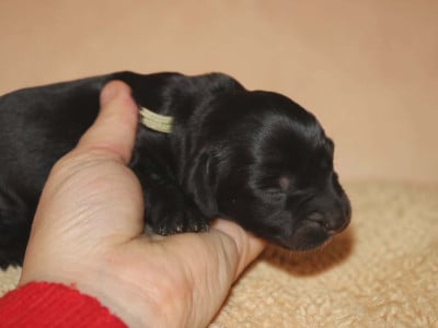 Les chiots de Teckel poil long