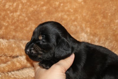 Les chiots de Teckel poil long