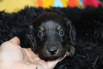 Les chiots de Teckel poil long