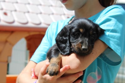 Les chiots de Teckel poil long