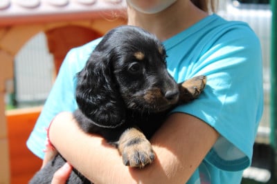 Les chiots de Teckel poil long