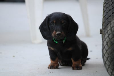 Les chiots de Teckel poil long