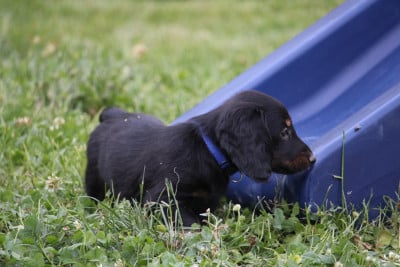 Les chiots de Teckel poil long