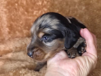 Les chiots de Teckel poil long