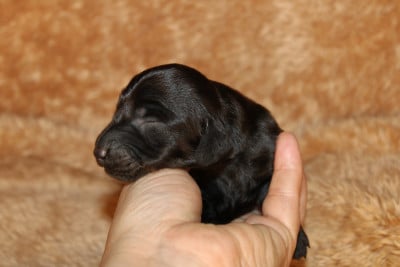 Les chiots de Teckel poil long