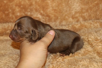 Les chiots de Teckel poil long