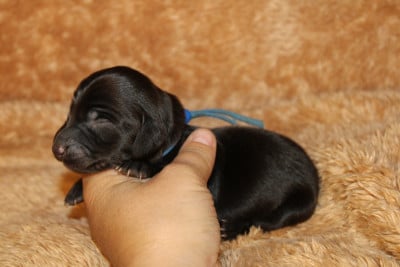 Les chiots de Teckel poil long