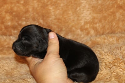Les chiots de Teckel poil long