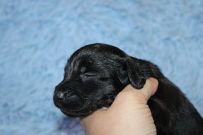 Les chiots de Teckel poil long